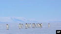Penguin kaisar menyebrangi laut es dekat Ross Island, Antartika, 9 Desember 2012.