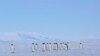 Study Reveals Net Ice Gain in Antarctica