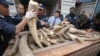 Pejabat Malaysia Sita Lebih dari Seribu Gading 