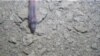 Deep Under Antarctic Ice Sheet, Life!