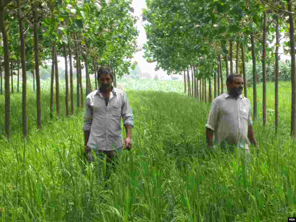 Farmers Chaudhry Sukhvir Singh and Chaudhry Singh at a farm near the town of Indri in India's Haryana state. (Aru Pande/VOA)