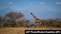 A giraffe walks in Amboseli national park, Kenya. Giraffes seemed to be everywhere but now are vulnerable to disappearing completely, according to the new Red List report.(AP Photo/Khaled Kazziha)