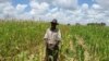2 Million Zimbabweans Need Food Aid
