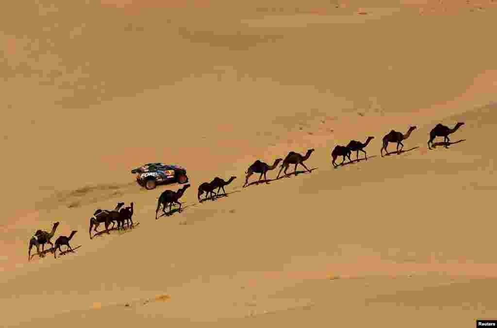 Camels walk along the desert as Ford M-Sport's Carlos Sainz and Lucas Cruz compete during the stage 2 Dakar rally between Bisha and Bisha in Saudi Arabia.