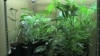 美國兩州將推出合法大麻消費市場