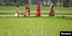 Petani berjalan melalui sawah di Desa Bhat di pinggiran kota Ahmedabad, India barat, 30 Juli 2012. (Foto: Reuters)