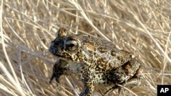 Endangered Toad Geothermal Plant