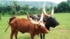 Local cattle in Kiboga, Uganda. Credit: ILRI