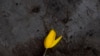 Tulips From Amsterdam? Not During Coronavirus Crisis 