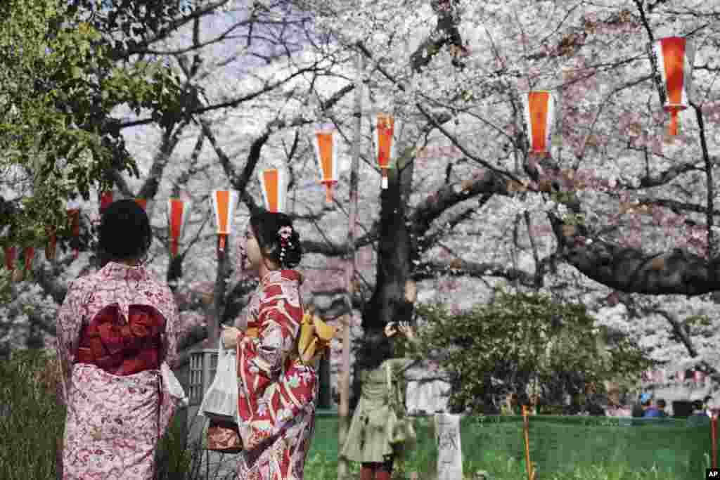 2018年3月23日,穿着和服的游客欣赏东京盛开的樱花。樱花绽放,标志着日本春天到来。不过有专家指出,日本樱花面临着一种外来昆虫“红颈长角天牛”(Aromia bungii) 侵蚀的威胁,如果不采取措施,日本的樱花树可能会遭到损坏。