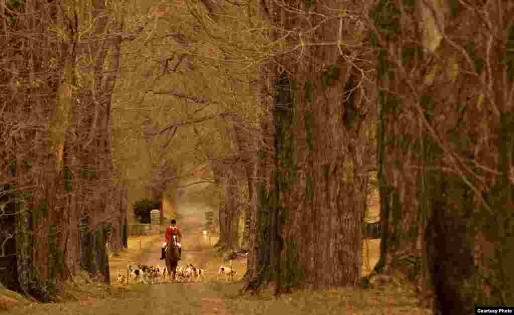 A scarlet-jacketed fox hunter leads his hounds to the gathering spot. First established in 1887 and recognized by 1893, the Warrenton Hunt is one of the oldest in the area and provides numerous topographical challenges. (© Kenneth Garrett Photography)