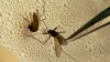 Study Shows Drug-Resistant Malaria Could Spread to Africa