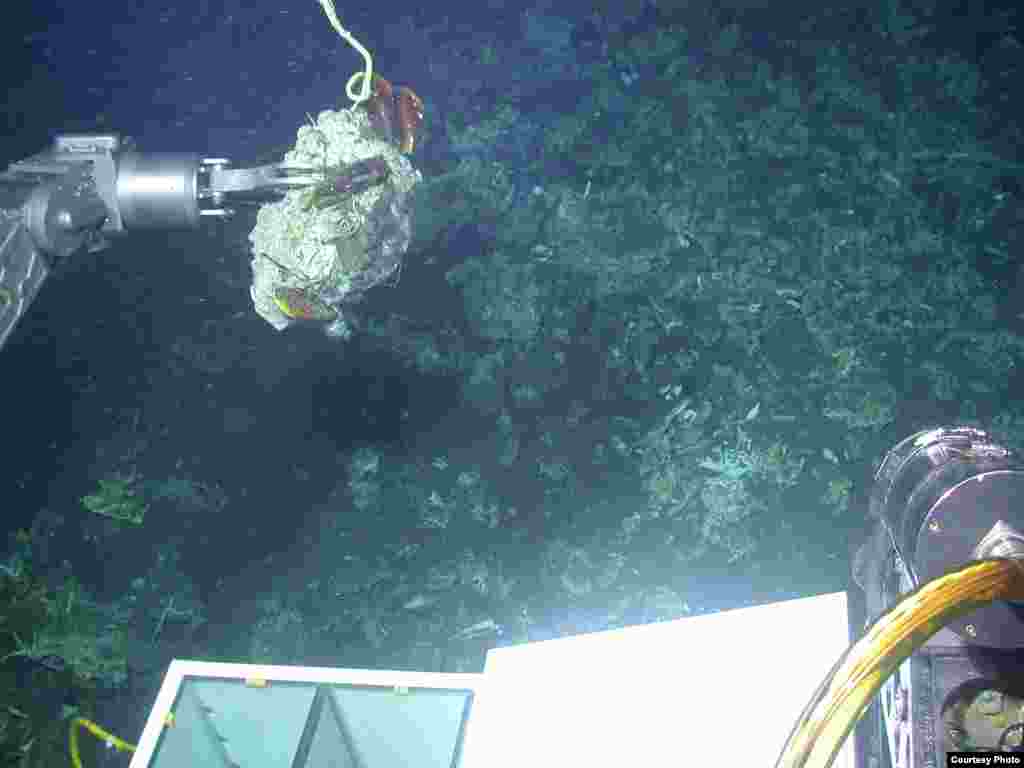 Using the manipulator arm of the submersible Alvin to collect carbonate and associated animals from an active methane seep off the coast of Costa Rica. (L. Levin, SIO)