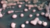 Resistance to Antibiotics Spreading Worldwide
