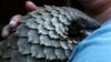 FILE - A pangolin from the Johannesburg Wildlife Veterinary Hospital is taken to a nearby field to forage for food near Johannesburg, March 16, 2018. 