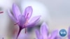 Iran Looking to Boost Exports of Its 'Red Gold' Saffron