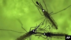 FILE - Adult mosquitos.