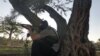 Syrian Rebels Claim Advances
