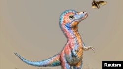 Baby Dinosaur 