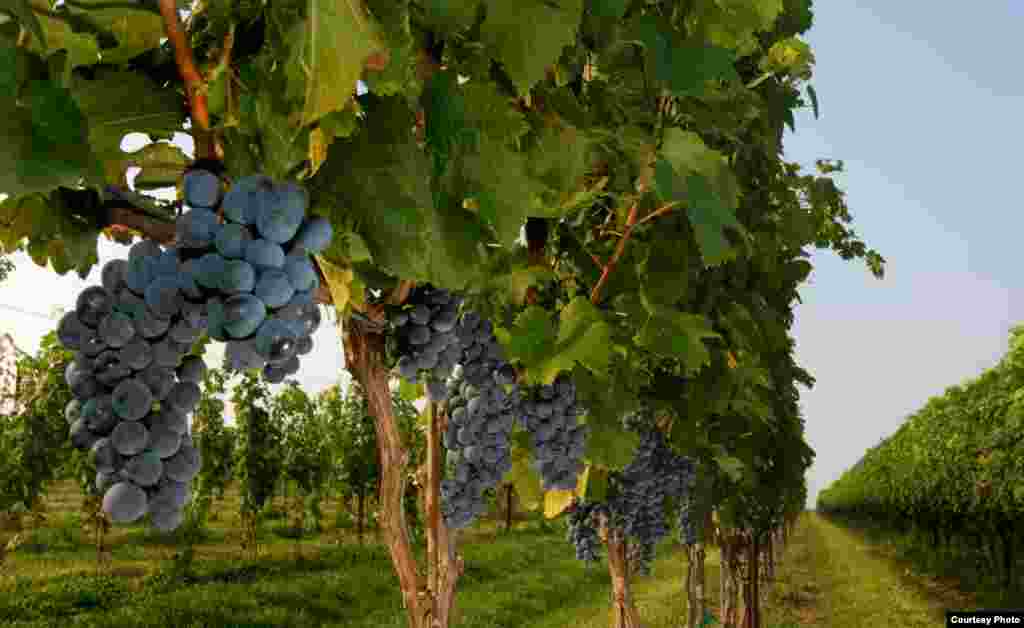 Cabernet Sauvignon grapes ripen on vines at the Boxwood Winery near Middleburg, Virginia. (© Kenneth Garrett Photography)