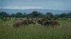 Report: Tanzania's Elephant Population Recovering 