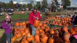 Labu, Bintang Agrowisata Musim Gugur di Amerika
