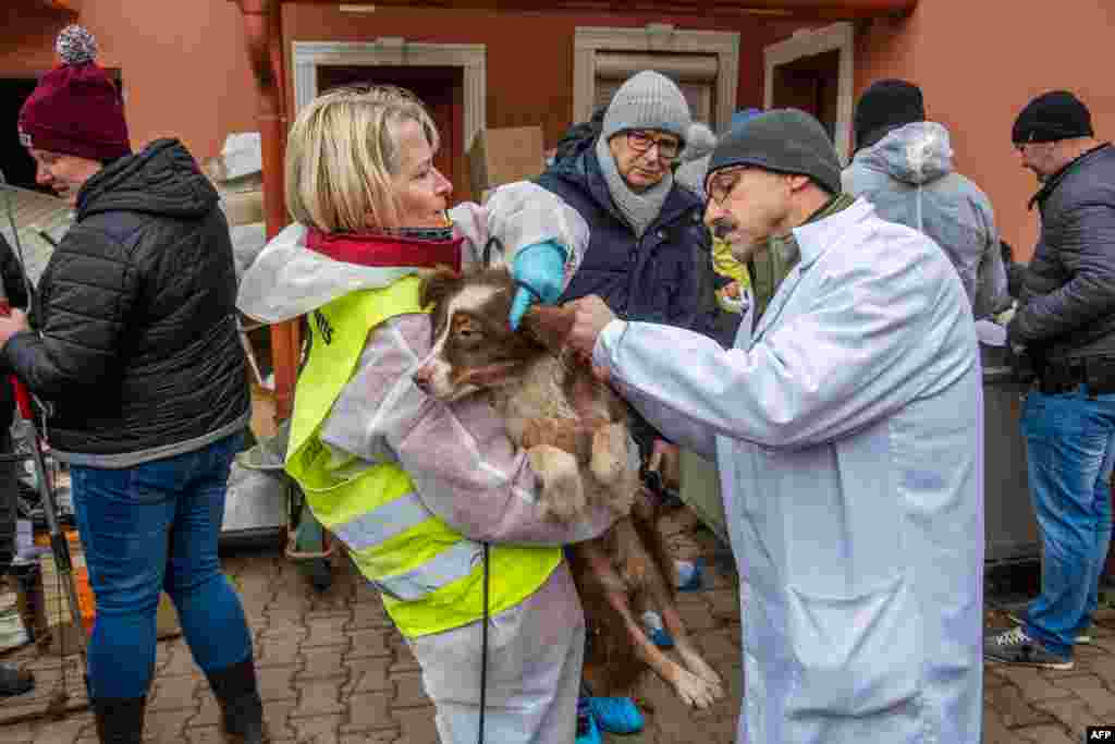 Activists care for a rescued dog at a breeding site in the Hungarian village of Koszegpaty close to the Austrian border after the property was raided by authorities and animal welfare groups in a cross-border cooperation rescued the dogs. Dozens of dogs were rescued from the site. Activists took visibly scared animals out of kennels and dog crates from two warehouse-like buildings, where the floor was covered in carcasses, faces and garbage. 