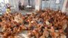 Kamboja, Vietnam Perketat Pemantauan Flu Burung