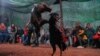 Breeding chickens is a common tradition among farming communities in Egypt. (H. Elrasam/VOA)