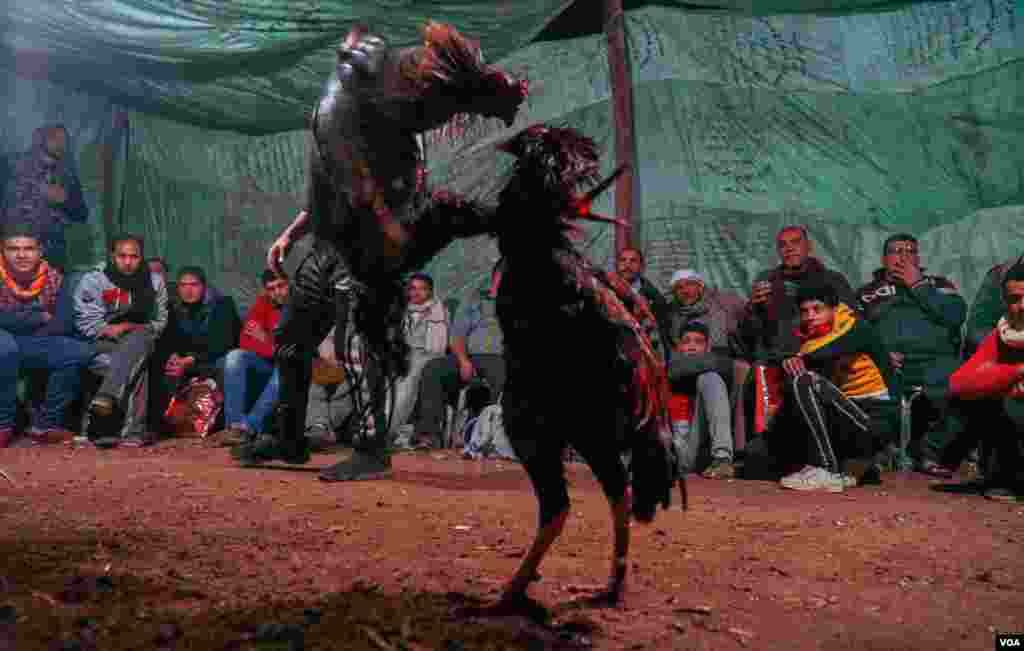 An Indian fighting rooster will often keep fighting and not give up until death or fainting. (H. Elrasam/VOA)