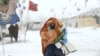 Veterans for Standing Rock Head Evacuation Mission