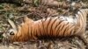 WWF: Populasi Margasatwa Berkurang dengan Cepat