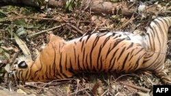 Bangkai Harimau Sumatra, yang jumlahnya makin langka, yang tewas setelah terperangkap di jebakan untuk babi hutan di Pekanbaru, 26 September lalu (foto: ilustrasi). 