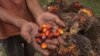 Buah Pahit Larangan Minyak Sawit UE untuk Petani ASEAN