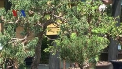 Festival Bonsai di Washington DC - Liputan Feature VOA