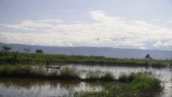 Persawahan di desa Meko, kecamatan Pamona Barat yang terendam air danau Poso sehingga tidak dapat diolah oleh petani di desa tersebut. Jumat, 6 November 2020. Foto: Mosintuwu/RayRarea