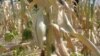 Zimbabweans Almost Giving up Farming Before Onset of Rains