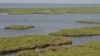 Study finds the cost of converting wetter savannahs is much higher than originally thought 