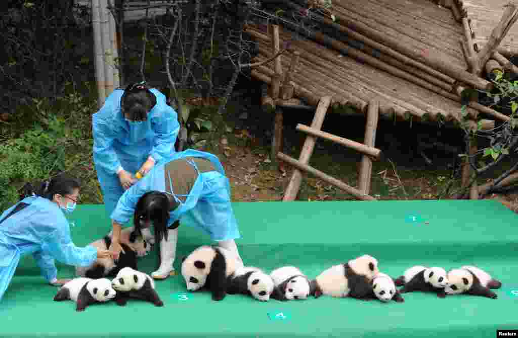 中国四川省成都大熊猫研究基地展出2017年出生的熊猫(2017年9月29日)。