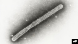 FILE - This 2005 electron microscope image from the U.S. Centers for Disease Control shows an avian influenza A H5N1 virion. The USDA on Oct. 30, 2024, said the H5NI bird flu has been found in a pig — the first time that has happened in the country.