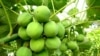 Zimbabwe's Biodiesel Project on Verge of Collapse