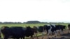 África: Ausência de leis podem conduzir à cobiça de terra