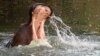 Cameroon Faces Dilemma With Rampaging Hippos, Elephants