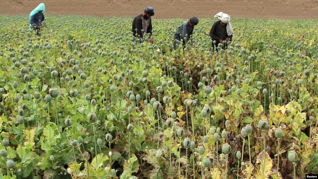 FILE - Afghan farmers work in a poppy field in the Gereshk district of Helmand province, Afghanistan, April 8, 2016. 