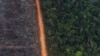 Brazil, Rainforest Nations Join Forces to Save Jungle  