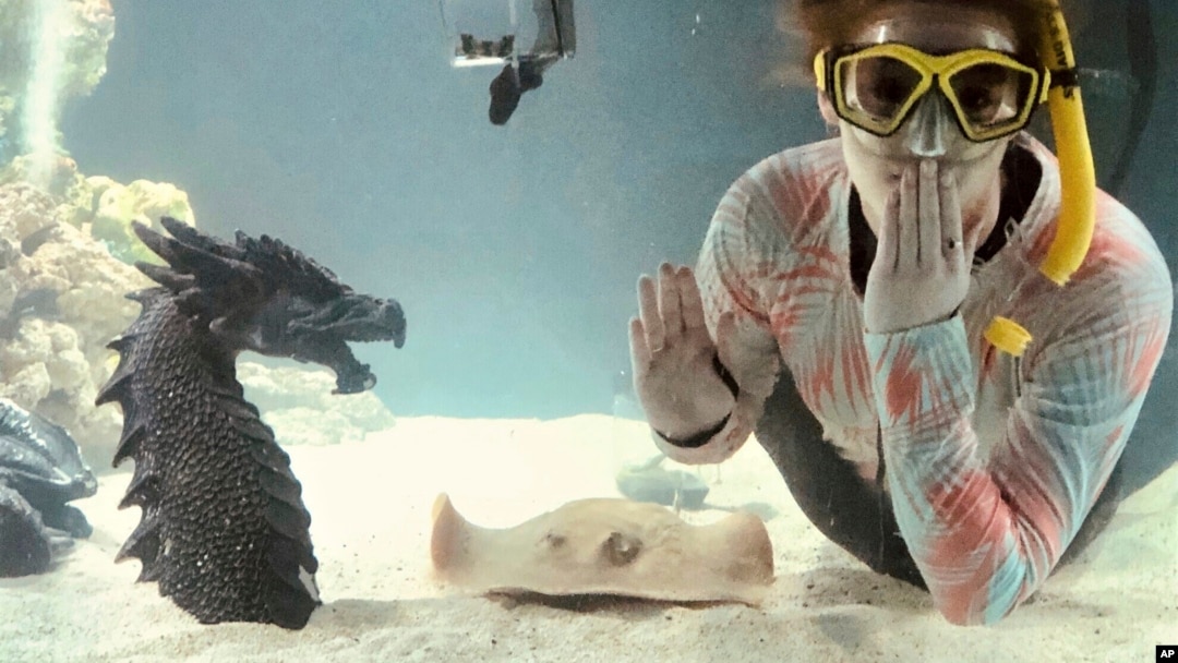 Kinsley Boyette, assistant director of the Aquarium and Shark Lab by Team ECCO, poses in this undated photo next to Charlotte, a round stingray, in the American town of Hendersonville, North Carolina. (Aquarium and Shark Lab by Team ECCO via AP)