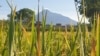 Padi siap panen di Sleman, DI Yogyakarta. (Foto: VOA/Nurhadi Sucahyo)
