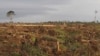 Growing Pressure for Land Reform in Cameroon 