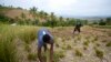 Amid Crisis, Haiti Wants to Save Oil Used in Fine Perfumes