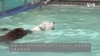 狗狗暢泳日 為華盛頓特區居民的愛犬消暑降溫 